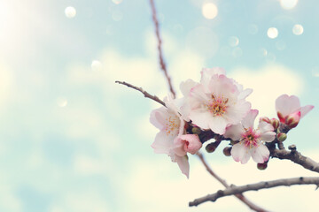 background of spring cherry blossoms tree. selective focus
