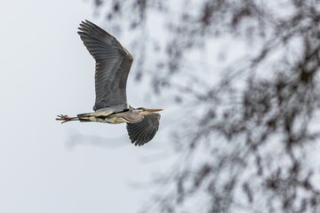 A grey heron flying in front of a tree on a winter day with overcast sky.