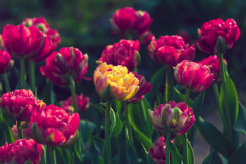 Yellow tulip among red ones. Color accent. Tulips field close-up. Variegated double tulip flowers. Floral background for postcards, posters, banners. Romantic wallpaper