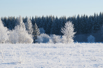 Frosty winter landscape, snowy field and forest.