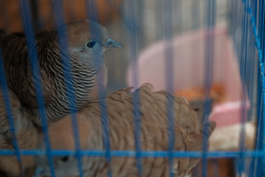 Doves in the cage are very pitful sale in the countryside local market for the food.