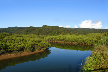 Fototapeta premium 鹿児島・種子島マングローブパーク 