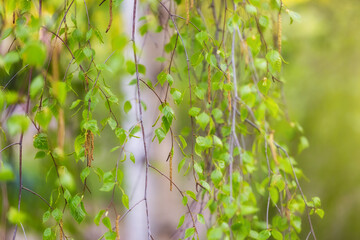 Bright juicy young birch leaf. Branches and leaves in sunlight. Spring background with the first leaves and aglets. Green spring wallpaper.