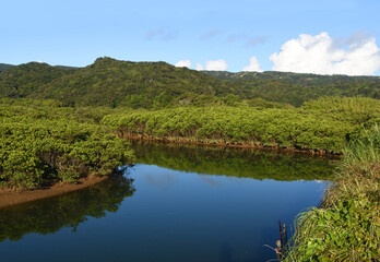 鹿児島・種子島マングローブパーク
