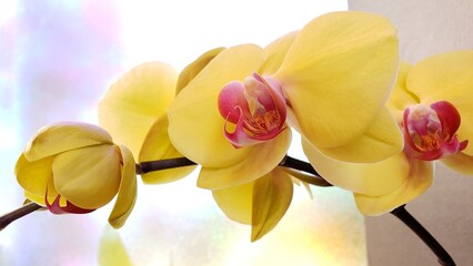 Yellow orchid spray