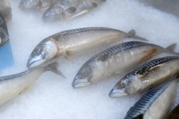 Fresh mackerel fish on the shelves of the hypermarket, cooled by cold steam. Selective focus