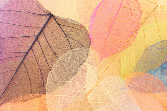 Colorful transparent and delicate skeleton leaves over metallic background