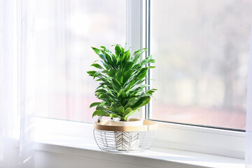 Pot with beautiful green plant on windowsill
