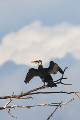 Cormorano (Phalacrocorax carbo) ad ali aperte su ramo,ritratto su sfondo cielo