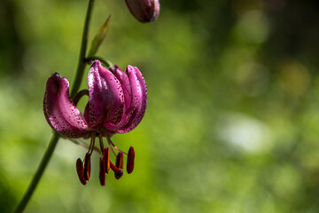 Lys martagon en été dans les Alpes 