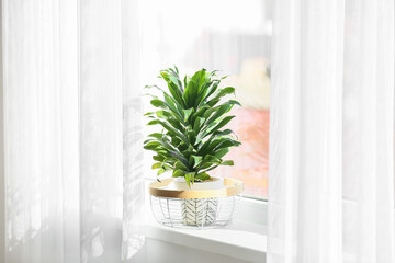 Beautiful green houseplant on windowsill in room