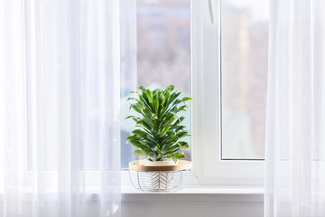 Pot with beautiful green houseplant on windowsill