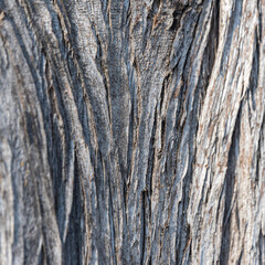 Obraz premium Baumrinde Nahaufnahme