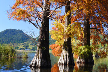 鹿児島県・藺牟田池のラクウショウの紅葉
