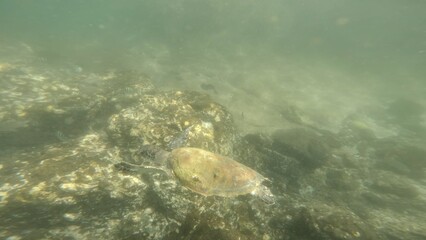 Beautiful underwater world, turtle swimming near the reef, fujairah reef