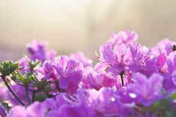 朝露の美しいミヤマキリシマのアップ
