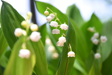 伊佐市すずらんの里の鈴蘭のアップ
