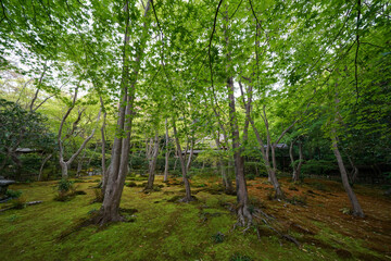 若葉がきれいな祇王寺の境内