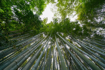 祇王寺の竹林風景