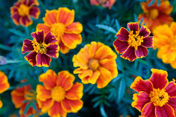 Orange marigold flowers, top view. Field with tagetes. Background from bright french marigolds for publication, poster, calendar, post, screensaver, wallpaper, postcard, postcard, banner, cover