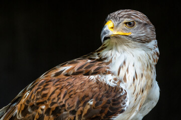 Königsrauhfußbussard