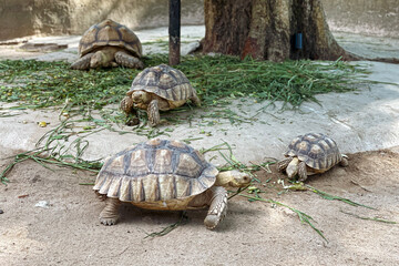 Turtles family on a rock