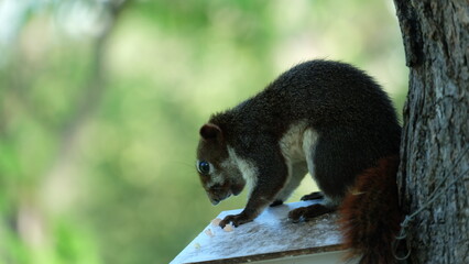 black squirrel eating on a tree trunk