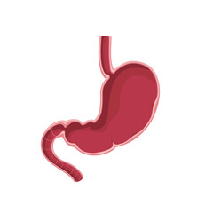 Fototapeta premium Stomach vector illustration. Human stomach anatomy. Realistic stomach icon. Part of set.