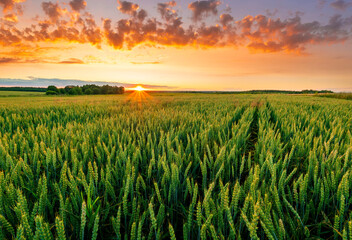 Scenic view at beautiful summer sunset in a wheaten shiny field with golden wheat and sun rays, deep blue cloudy sky and road, rows leading far away, valley landscape