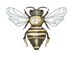 illustration bee, bumblebee, macro drawing.