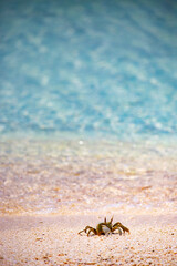 Small crab close up on the sandy beach in Maldives
