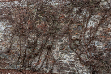 old stone wall with dry branches of ivy