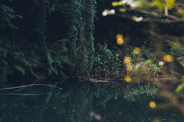 Vegetation in green forest on lake