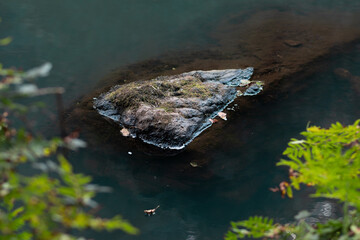 Vegetation in green forest on lake