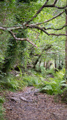 forest green jungle on a sunny day