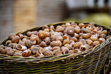 Snail shells in the basket close up. Snail farm. Snails close up. Macro shells.