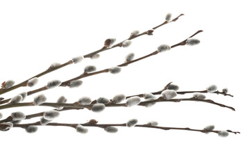 Pussy willow branches on white background, closeup