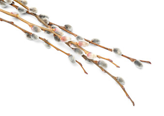 Pussy willow branches with catkins on white background, closeup