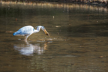 Beautiful grey heron hunting for food in pond during spring time