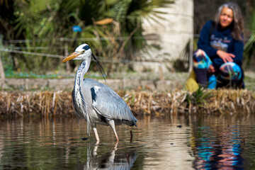 Female birdwatcher having a close encounter with a heron in the Park