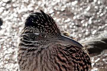 roadrunner