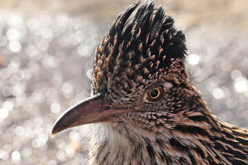 roadrunner