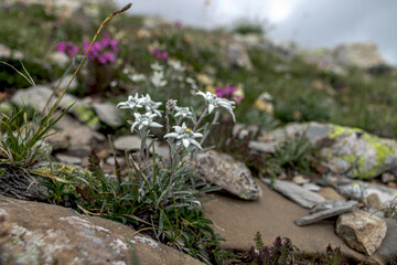 Edelweiss en été dans les Hautes-Alpes , France