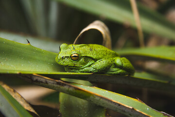 Frog on leaf