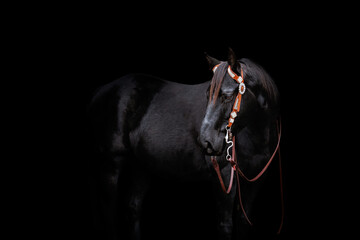 American Quarter Horse portreit