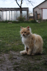 cat on the grass