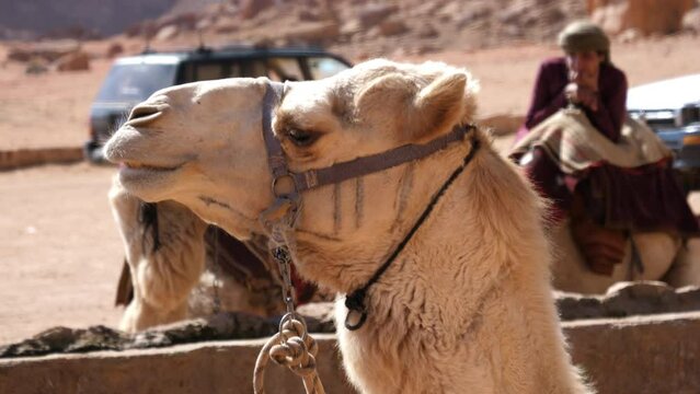 Close up of funny expressive face of camel dromedary in the Jordan desert ready for a tourist guided tour of the old ancient city