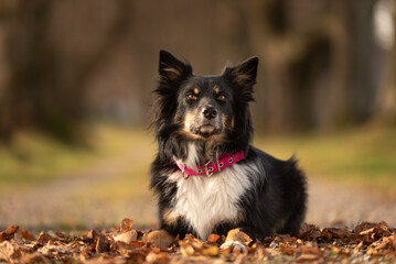 proud beautiful Australian Shepherd dog in black tri color in front of blurred forest background photographed in autumn season