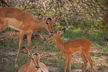Impala ewe (Aepyceros melampus) with lamb 14830