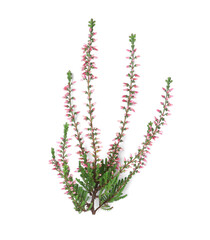 Branch of heather with beautiful flowers isolated on white